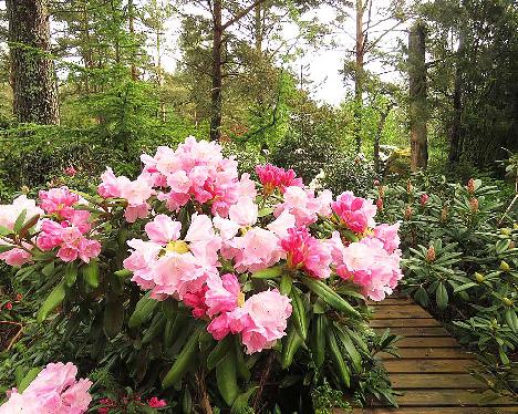 IMG_8078_Pink_Parasol_1024px Rhododendron 'Pink Parasol' - June 2, 2019