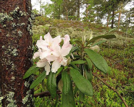 IMG_8100_smirnowii_x_bureavii_OJ_1024px Rhododendron smirnowii x bureavii , a hybrid from Osmo Jussila - June 2, 2019