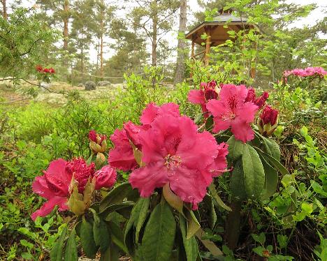 IMG_8226_Besse_Howells_1024px Rhododendron 'Besse Howells' - June 4, 2019