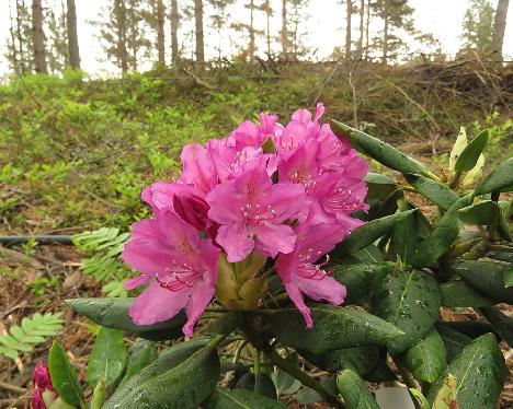 IMG_8235_Kristian's_Pink_1024px Rhododendron 'Kristian's Pink', a named cultivar from Kristian Theqvist - June 4, 2019