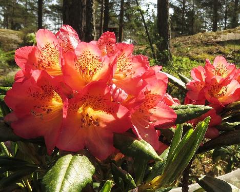 IMG_8287_Hehku_1024px Rhododendron 'Hehku', a named cultivar from Kristian Theqvist - June 6, 2019