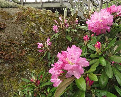 IMG_8339_smirnowii_1024px Rhododendron smirnowii - June 8, 2019
