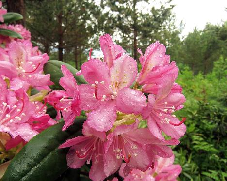 IMG_8412_Stina_1024px Rhododendron 'Stina', a named cultivar from Kristian Theqvist - June 8, 2019