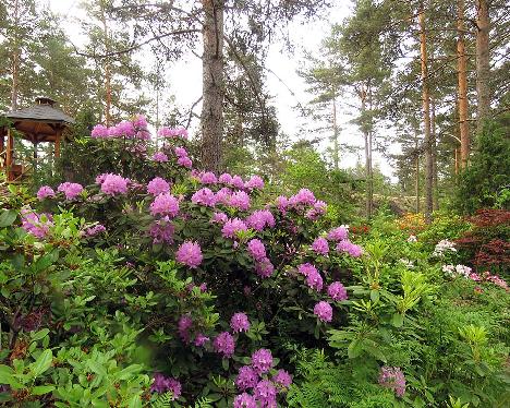 IMG_8646_Catawbiense_Boursault_1024px Rhododendron 'Catawbiense Boursault' - June 17, 2019