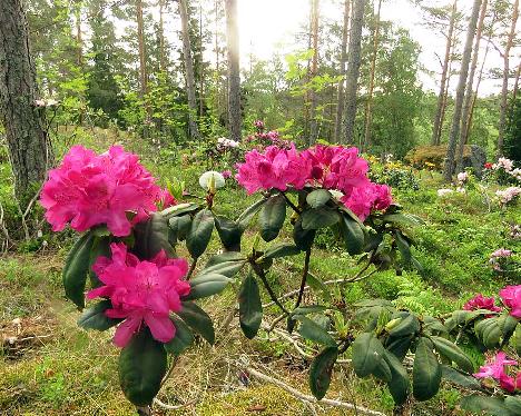IMG_8682_Junifreude_1024px Rhododendron 'Junifreude' - June 17, 2019