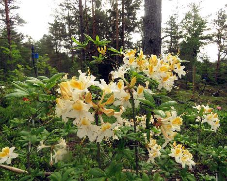 IMG_8694_Illusia_1024px Rhododendron 'Illusia' - June 17, 2019