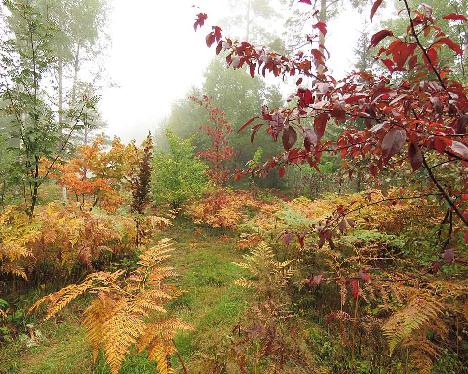 IMG_0599_ruskaa_1024px Fall colors in the Rhodogarden arboretum - September 12, 2021