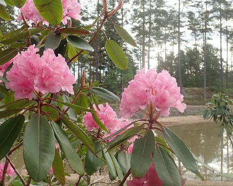 P6030234_Haaga_x_vernicosum_1024px Rhododendron 'Haaga' x vernicosum , a hybrid from Kristian Theqvist - June 3, 2021