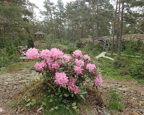 P6100610_smirnowii_2003-0404_1024px Rhododendron smirnowii - June 10, 2021