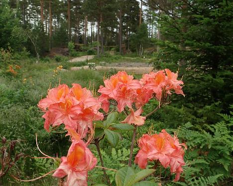 P6231152_SchneeApri-05_1024px Rhododendron 'Schneegold' x 'Aprikot', SchneeApri-05, a hybrid from Kristian Theqvist - June 23, 2021