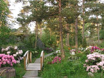 
Vuosi 2006
Alppiruusujen kukinta oli kes�ll� 2006 erityisen mahtavaa suotuisan edellisen kes�n vuoksi.
Haave mets�st� kukkivaksi paratiisiksi oli toteutunut. :)
Vasemmalla on 'Haaga' ja sen takana 'Mikkeli'. Oikeassa reunassa on 'Pekka'.


Year 2006
The flowering of rhododendrons was especially impressive in summer 2006, partly due to the favorable weather of previous summer.
The dream of changing a forest to a blooming paradise had come true. :)
One the left there is 'Haaga' and behind it 'St. Michel'. On the right is 'Pekka'.

