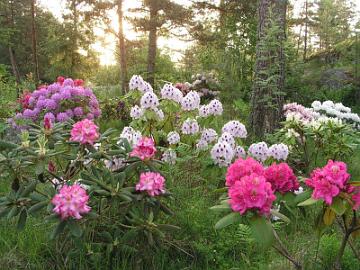 
Vuosi 2006
Aamuinen n�kym� auringon nousuun p�in alppiruusupuutarhassa.
T�m�n eteen on kannattanut haaveilla ja joskus v�h�n puurtaakin ja kaivaa istutuskuoppia.


Year 2006
An early morning view towards the sunrise in the rhododendron garden.
It' been worth dreaming for this and sometimes sweat blood when digging holes in the ground.

