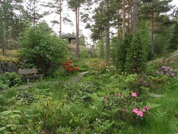 
Vuosi 2007
Vain muutama alppiruusu kukkii en�� hein�kuussa ja vehreys valtaa puutarhan v�hitellen. Taustalla atsaleat jatkavat viel� kukintaansa.


Year 2007
Only few rhododendrons flower into July and verdancy gradually overwhelms in the garden. Some azaleas bloom a bit longer and can seen in the background.

