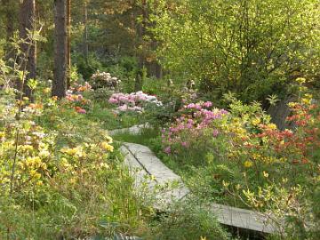 
Vuosi 2008
Satumets�� varhaisena kes�aamuna kuuden aikaan.


Year 2008
Early summer morning at six o'clock in the fairy forest.

