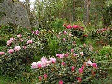 2009_a * 
Vuosi 2009
Alppiruusuissa oli enn�tysm��r� nuppuja ja kukinnasta oli odotettavissa erinomainen.
Kes�kuun alun (7.6.) hallay� s�ik�ytti, mutta onneksi se ei paljoa vaikuttanut aukeamassa oleviin nuppuihin. 
Monet uudet kasvussa olevat versot sen sijaan valitettavasti paleltuivat.
Otin t�m�n valokuvan pari p�iv�� hallay�n j�lkeen. Etualalla on 'Silver Lady', vasemmalla 'King's Ride' ja taustalla punainen 'Fantastica'.


Year 2009
Rhododendrons had record number of flower buds and a good blooming season was to be expected.
A freezing cold night 7th of June scared me. Fortunately, the frost did not affect much the opening flowers buds. 
However, new growth on several plants got damaged.
I took this picture a couple of days after the frost night. 
'Silver Lady' is in front, 'King's Ride' on the left and 'Fantastica' is the flowering red in the background.

 * 800 x 600 * (133KB)