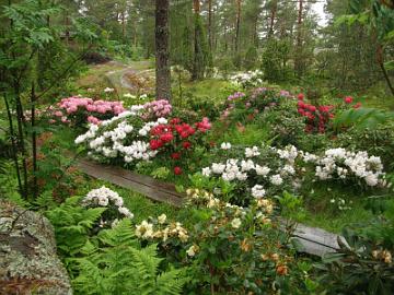 2009_c * 
Vuosi 2009
Alppiruusujen kukinta on puutarhassani parhaimmillaan kes�kuun puolen v�lin j�lkeen ja jatkuu hein�kuun alkupuolelle.
Pitkospuiden varrella vasemmalta oikealle on kukintansa loppupuolella vaaleanpunaiseksi muuttunut 'Fantastica', valkokukkainen 'Falling Snow', voimakkaan punainen 'Skookum' ja valkoisiksi muuttuneet 'King's Ride' ja 'Silver Lady'. 
Etualan keltakukkaiset 'Graf Lennart' ja 'Goldprinz' ovat jo kukkineet. 
Taustalla on mm. violetti 'Catawbiense Boursault' ja punainen 'Nova Zembla'.


Year 2009
The peak of blooming is in my garden after mid June and continues to early July.
Along the wooden causeway you can see from left to right 'Fantastica' that has changed from red to pink, white 'Falling Snow', deep red 'Skookum' and to white changed 'King's Ride' and 'Silver Lady'. 
In front are yellow hybrids 'Graf Lennart' and 'Goldprinz' that have already bloomed. 
On the background you can see i.a. purple 'Catawbiense Boursault' and red 'Nova Zembla'.
 * 800 x 600 * (138KB)