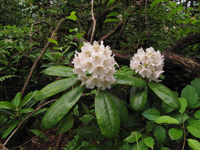 R. brachycarpum var. tigerstedtii