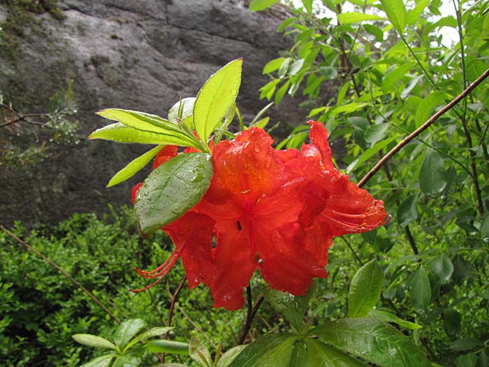 R. 'Feuerwerk'