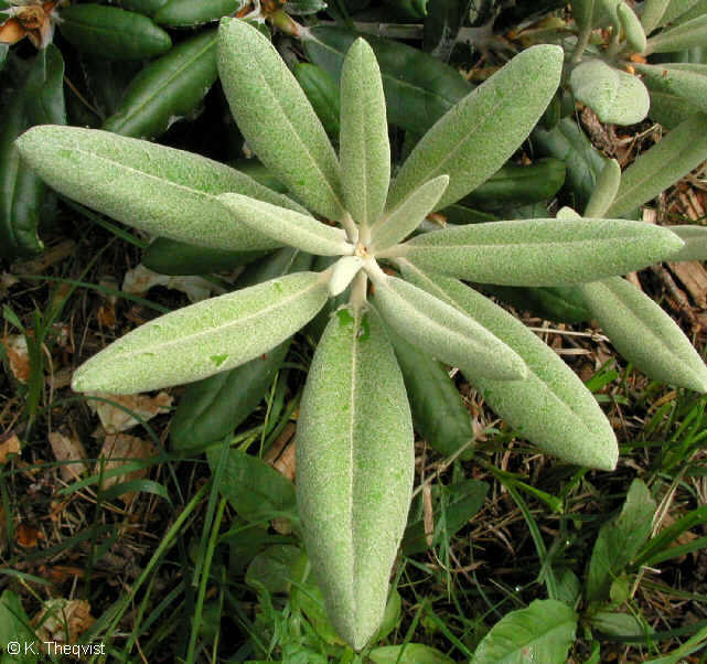 'Ken Janeck' new growth