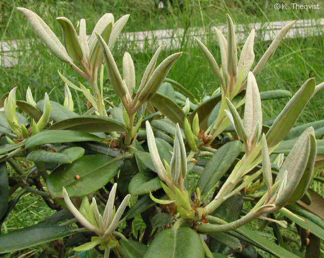 'Kullervo' new growth