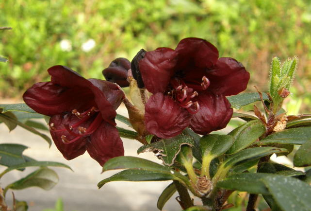 R. sanguineum var. didymum