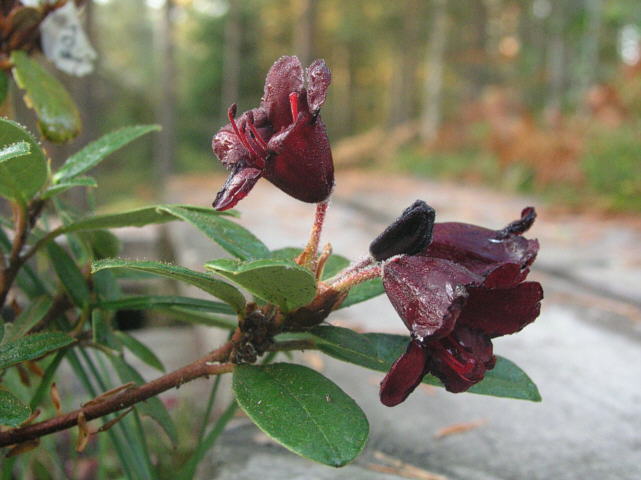 R. sanguineum var. didymum