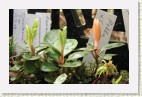 Three 'Pekka' x 'Goldschatz' juvenile plants, one with orange new growth. Cross by Kristian Theqvist.