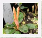 Close-up of the new growth on 'Pekka' x 'Goldschatz' plant. The  tips of the orange leaves are bright red. Cross by Kristian Theqvist.