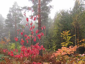 IMG_4997_Cornus_alternifolia_ja_Acer_spicatum Cornus alternifolia