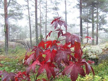 IMG_5009_Acer_palmatum_japaninvaahtera_Osakazuki Acer palmatum 'Osakazuki'