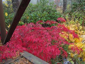 IMG_5013_Acer_palmatum_Garnet Acer palmatum 'Garnet'