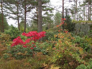 IMG_5039_rhodogarden_Acer_palmatum_Atropurpurea Rhodogarden - Acer palmatum 'Atropurpurea'