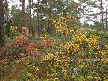 IMG_5041_Rhododendron_dauricum Rhododendron dauricum