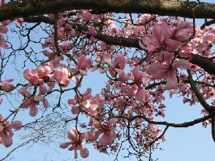 IMG_0144_Magnolia_campbellii Magnolia sprengeri 'Diva' at the gate to the garden