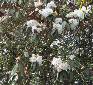 IMG_0156_Rh_06132 Rhododendron , possibly 'Sir Charles Lemon' (ID 06132)