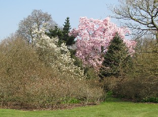 IMG_0161_Borde_Hill_Magnolias Borde Hill - Large magnificient magnolias in flower, Magnolia campbellii