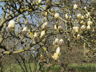 IMG_0162_Magnolia Magnolia kobus