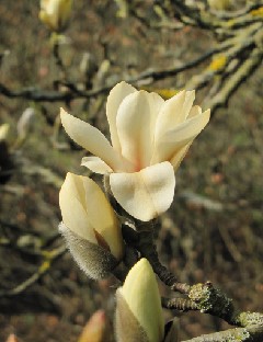IMG_0163_Magnolia Magnolia kobus