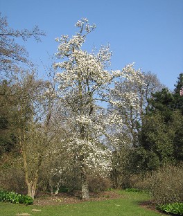 IMG_0164_Magnolia Magnolia kobus