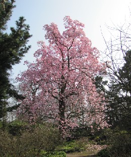 IMG_0167_Magnolia_05223 Magnolia campbellii (ID 05223)