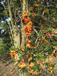 IMG_0191_05048_maybe_Berberis_linearifolia Berberis lologensis hybrid (ID 05048)