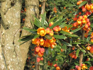 IMG_0192_05048_maybe_Berberis_linearifolia Berberis lologensis hybrid (ID 05048)