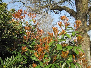 IMG_0199_Photinia_05431 Photinia serrulata ? (ID 05431)