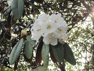 IMG_0248_Rh_06132 Rhododendron , possibly 'Sir Charles Lemon' (ID 06132)