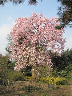 IMG_0251_Magnolia_05223 Magnolia campbellii (ID 05223)