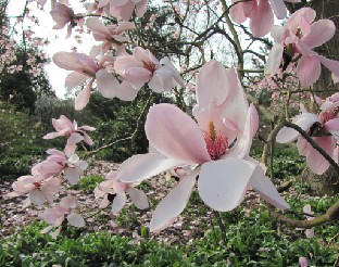 IMG_0253_Magnolia_05223 Magnolia campbellii (ID 05223)