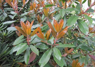 IMG_0259_Photinia_05431 Photinia serrulata ? (ID 05431)