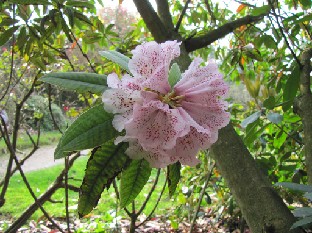 IMG_0261_Rh_maybe_irroratum_Polka_Dot_05439 Rhododendron irroratum 'Polka dot'? (ID 05439)