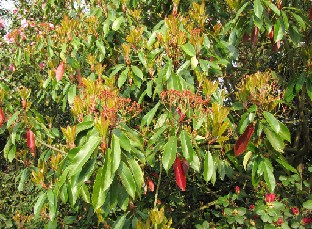 IMG_0265_maybe_Photinia_05440 Photinia serrulata ? (ID 05440)