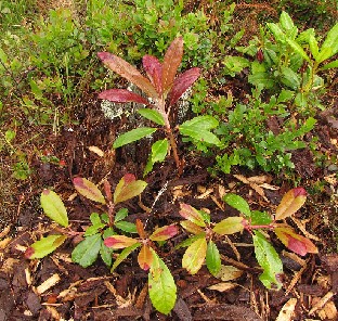 IMG_4218_Helli_Ever-02_Hellikki_x_Everred Most of the new leaves are green brown with dark red brown areas toward the apex. Useimmat uudet lehdet ovat vihreänruskeita ja alueet lehden kärkeä kohden ovat...